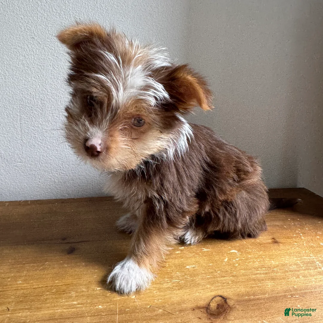 Chorkie dogs for sale: Benji  - Ad 7