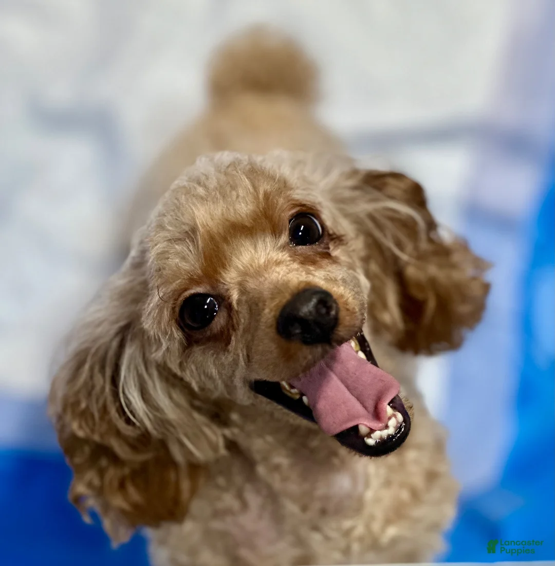 Toy Poodle dogs for sale: Teresa - Ad 3