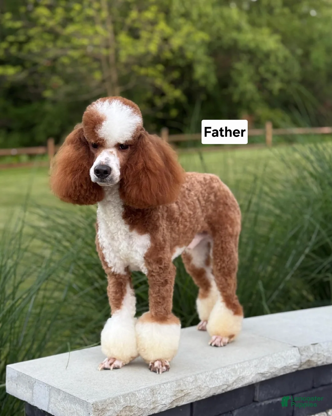 Cavapoo dogs for sale: Freddy - Ad 8