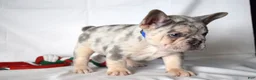 French Bulldog dogs for sale: Tucker - Ad 17