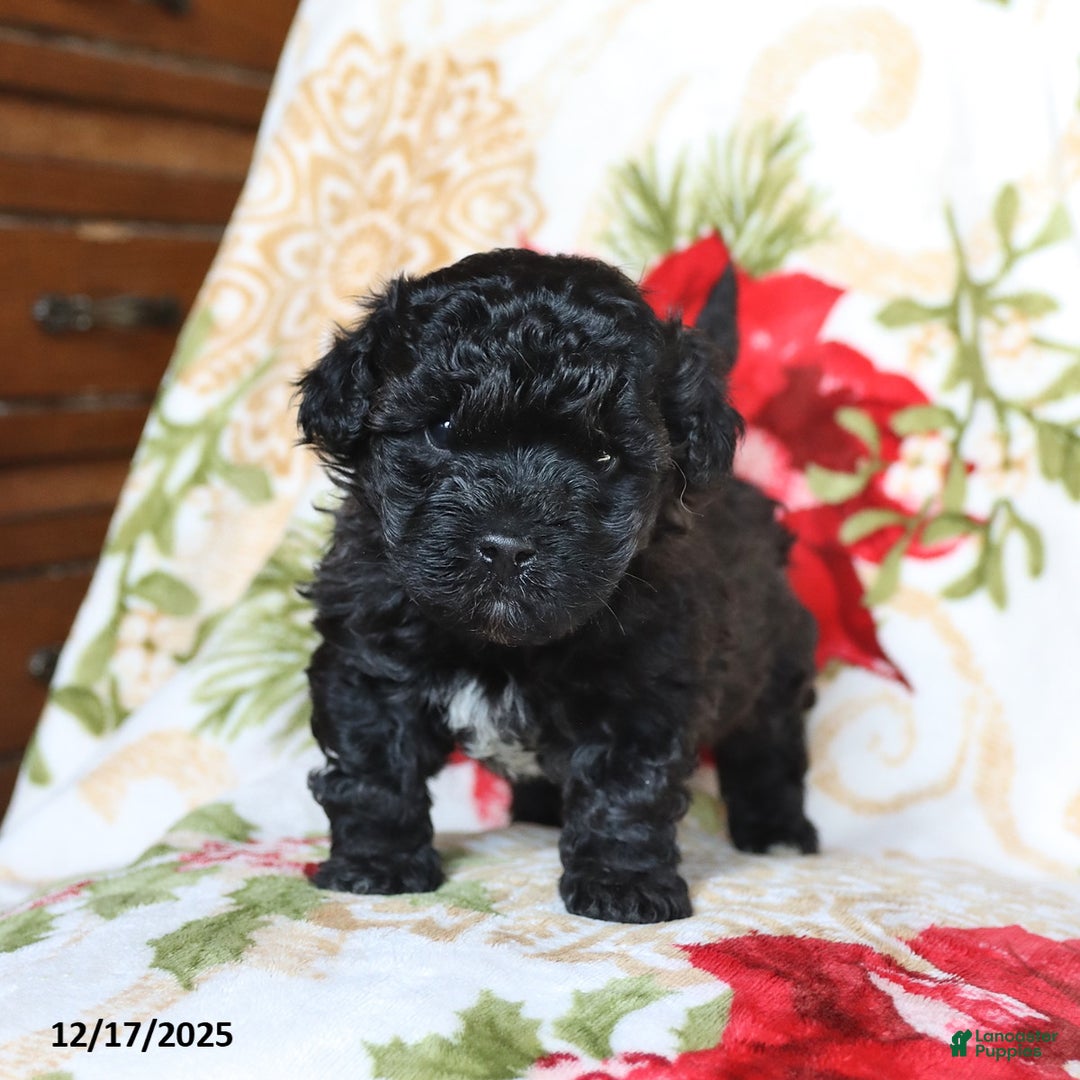 Mixed Breed dogs for sale: Chocolate - Ad 2
