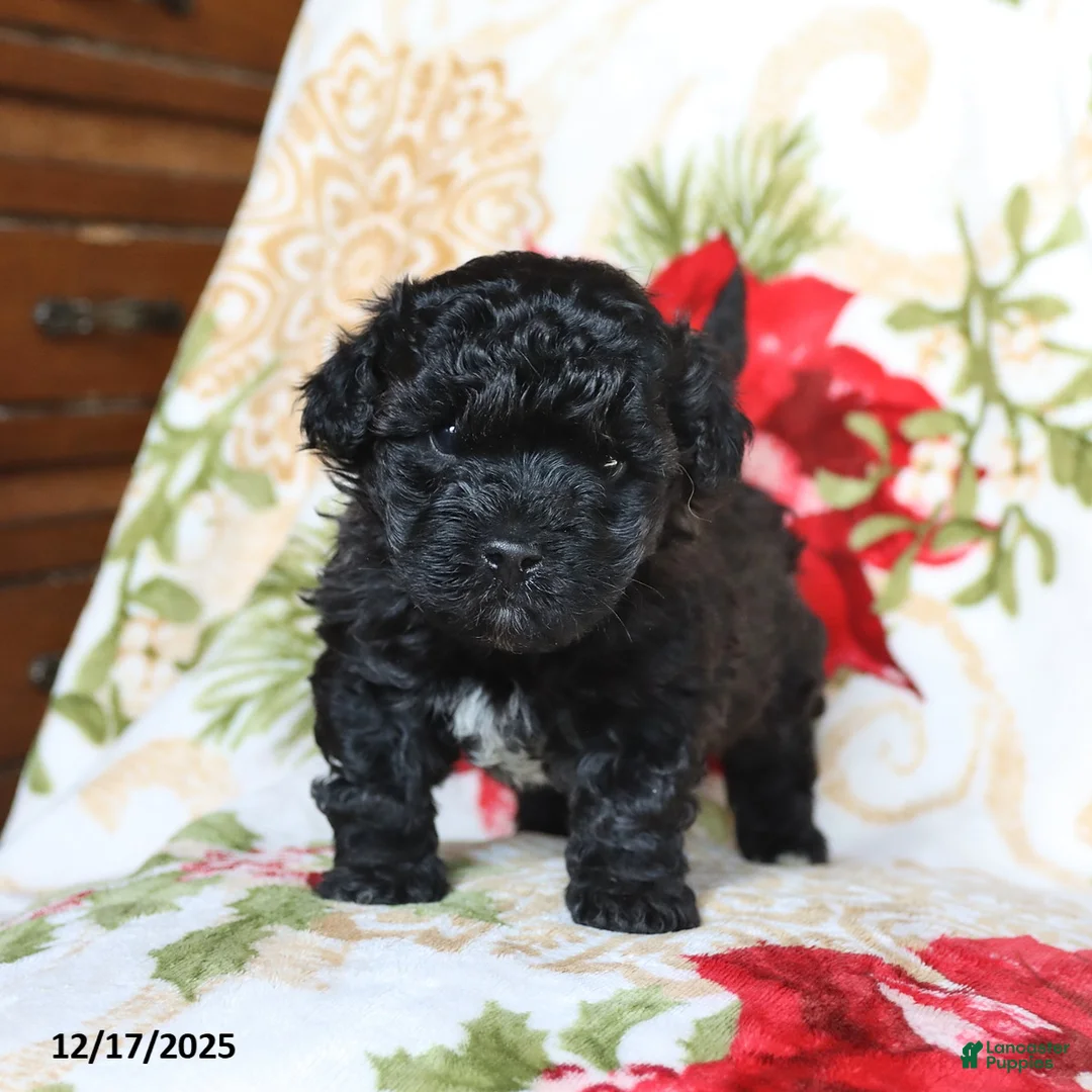 Mixed Breed dogs for sale: Chocolate - Ad 5