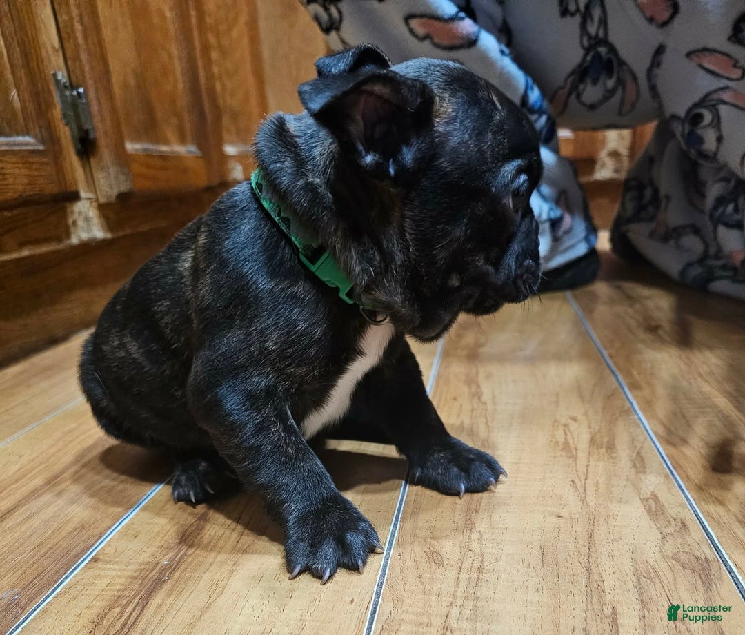 French Bulldog dogs for sale: Toby - Ad 3