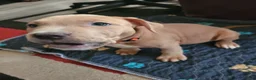 American Pit Bull Terrier dogs for sale: Peaches - Ad 2