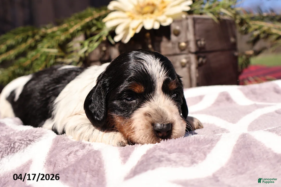 Miniature Dachshund dogs for sale: Minnie - Ad 4