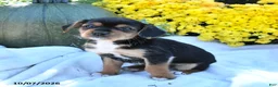 Mixed Breed dogs for sale: Cocoa - Ad 3