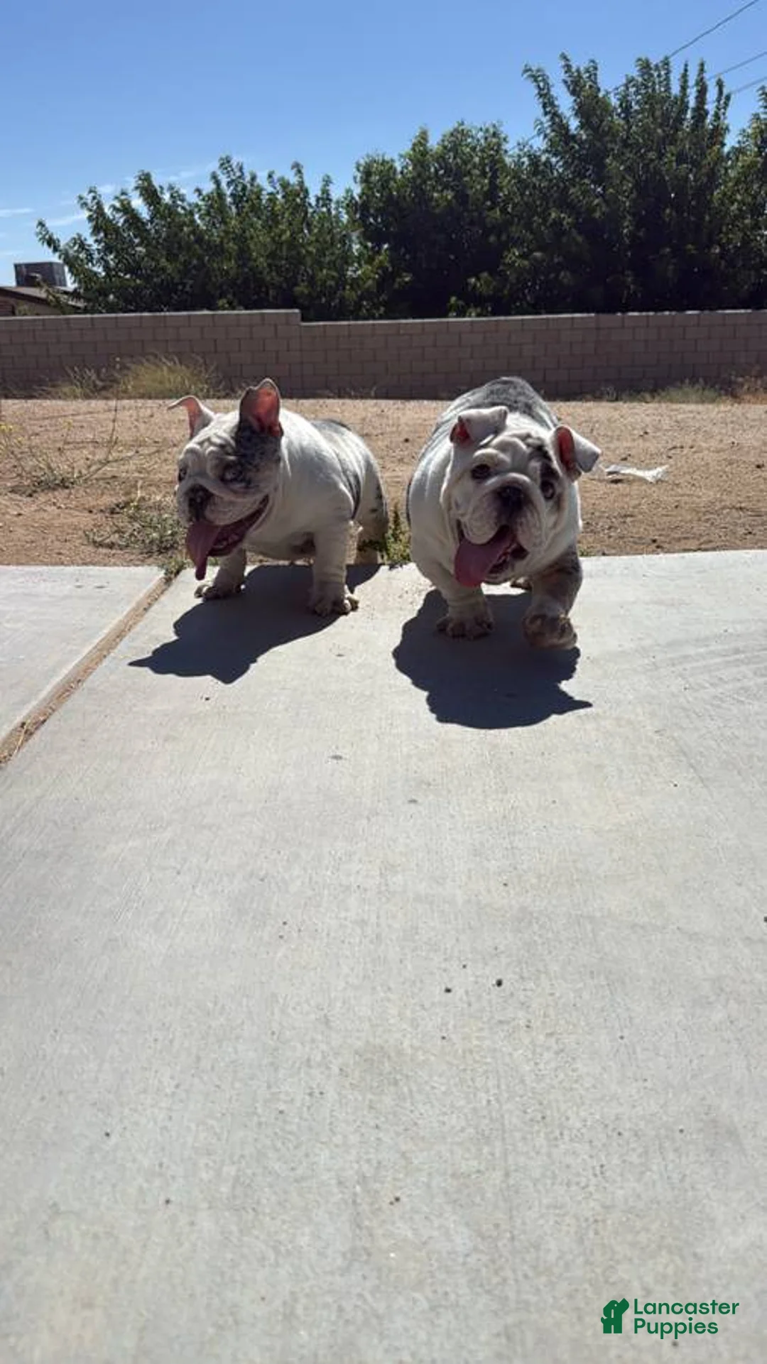 English Bulldog dogs for sale: English Bulldog Puppy 1 - Ad 8