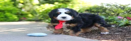 Mini Bernedoodle dogs for sale: Leo - Ad 3