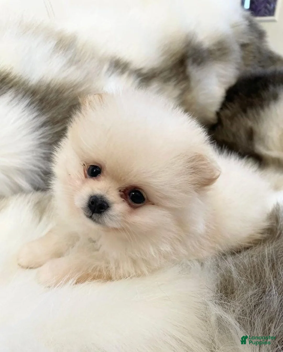 Pomeranian dogs for sale: Kayla - Ad 8