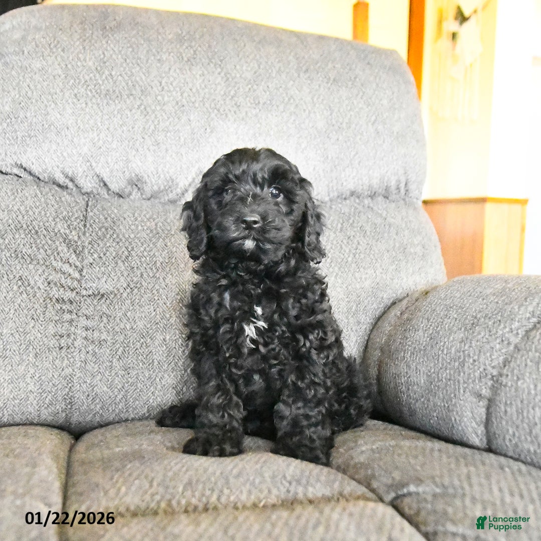 Cockapoo dogs for sale: Milo  - Ad 2