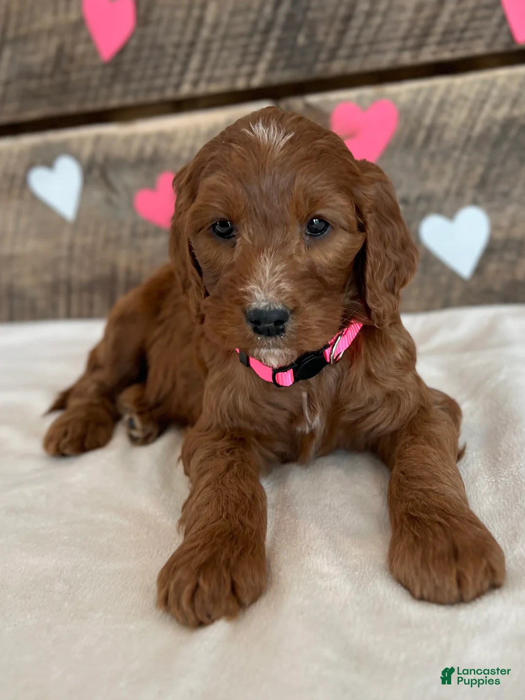 Irish Doodle dogs for sale: Rose - Ad 10