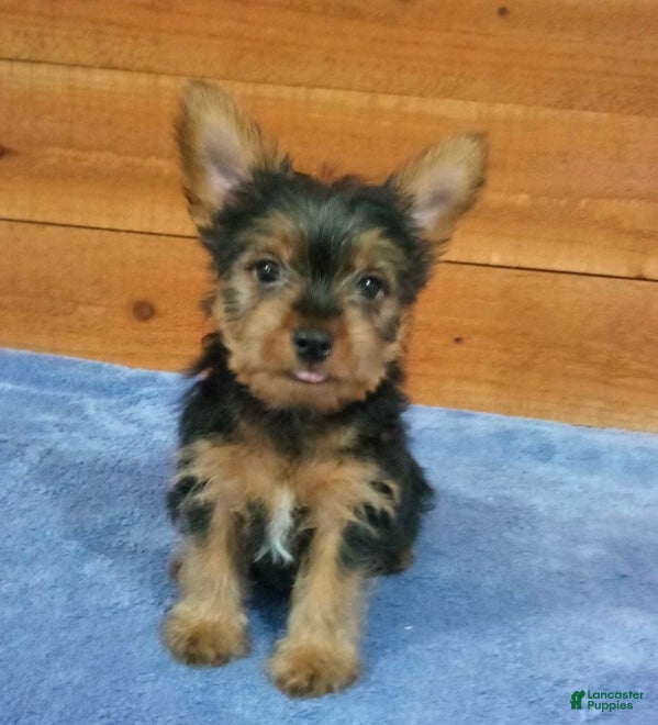 Yorkshire Terrier dogs Tyler - Ad 1