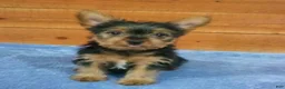 Yorkshire Terrier dogs for sale: Tyler - Ad 1