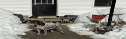 German Shorthaired Pointer dogs for sale: German Shorthaired Pointer Puppy 2 - Ad 2