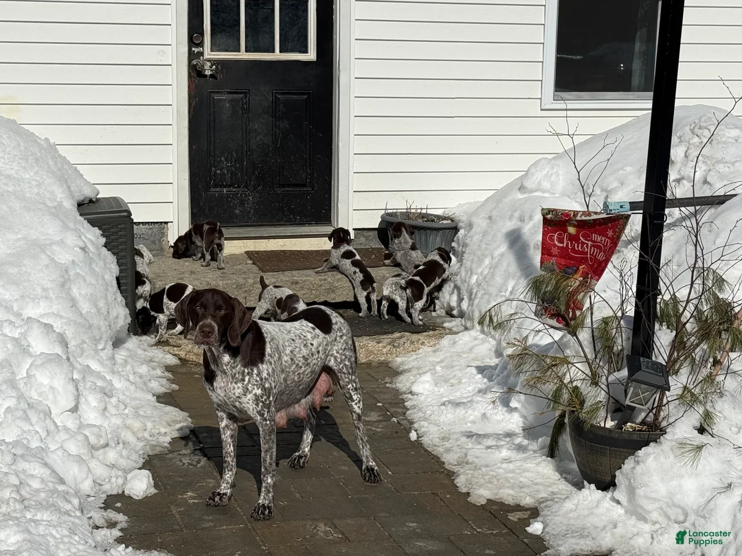 German Shorthaired Pointer dogs for sale: German Shorthaired Pointer Puppy 2 - Ad 2