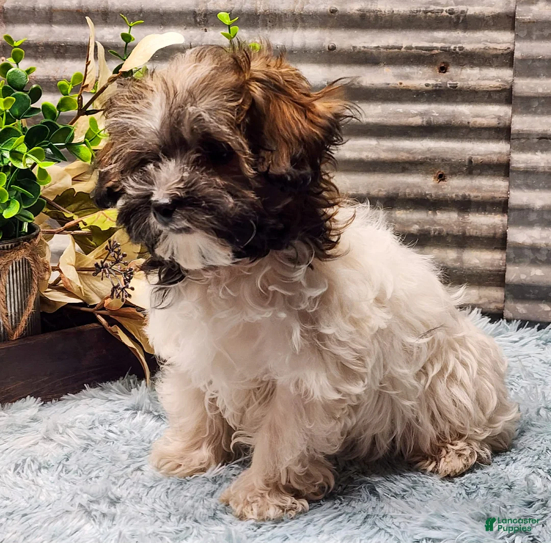 Havapoo dogs for sale: Maria - Ad 3