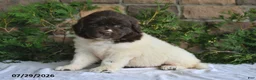 Newfoundland dogs for sale: Macy - Ad 3