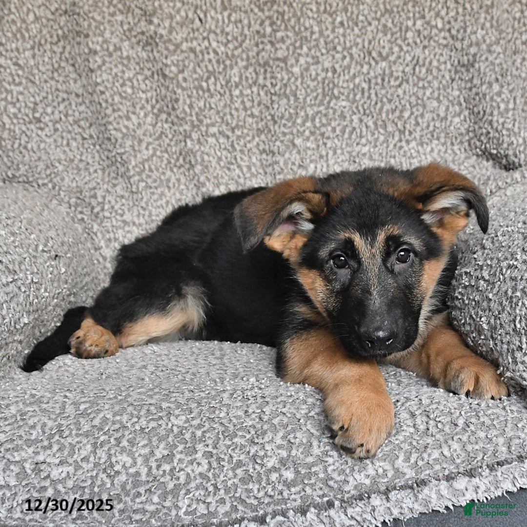 German Shepherd dogs for sale: Sidney - Ad 9