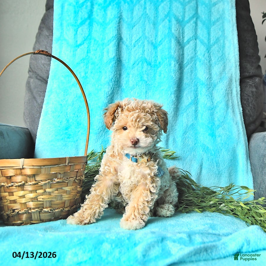 Miniature Poodle dogs Sparky - Ad 2