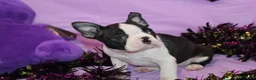 Boston Terrier dogs for sale: Minka - Ad 6