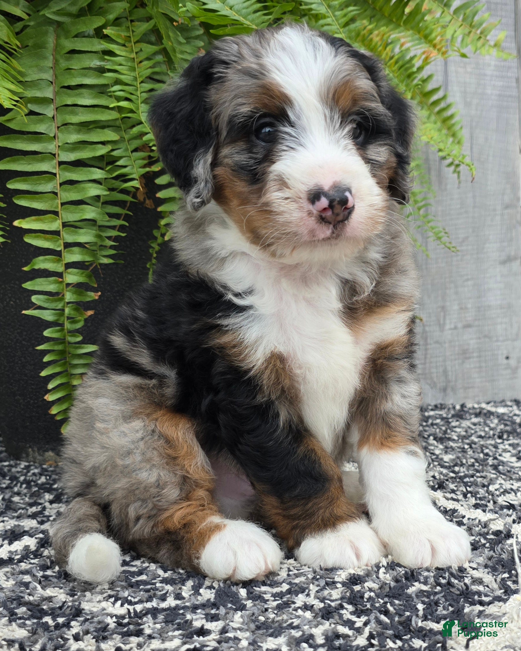 Mini Bernedoodle dogs Mini Tank - Ad 2
