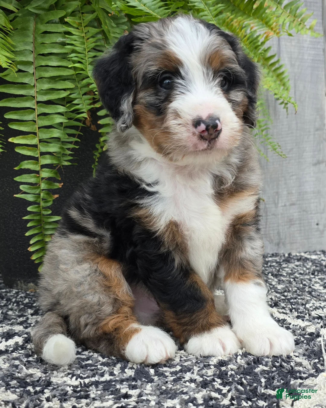 Mini Bernedoodle dogs for sale: Mini Tank - Ad 2