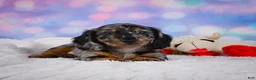 Miniature Dachshund dogs for sale: Rain - Ad 8