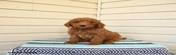 Goldendoodle dogs for sale: Wally - Ad 1