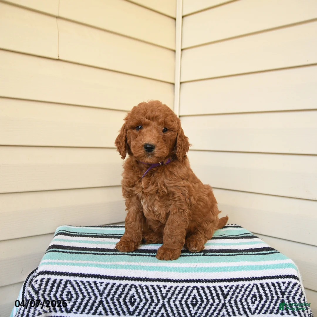 Goldendoodle dogs for sale: Wally - Ad 1