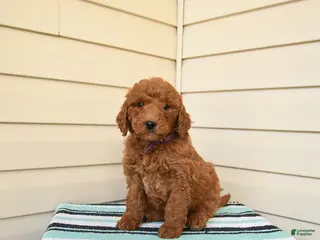 Goldendoodle dogs for sale: Wally - Ad 1