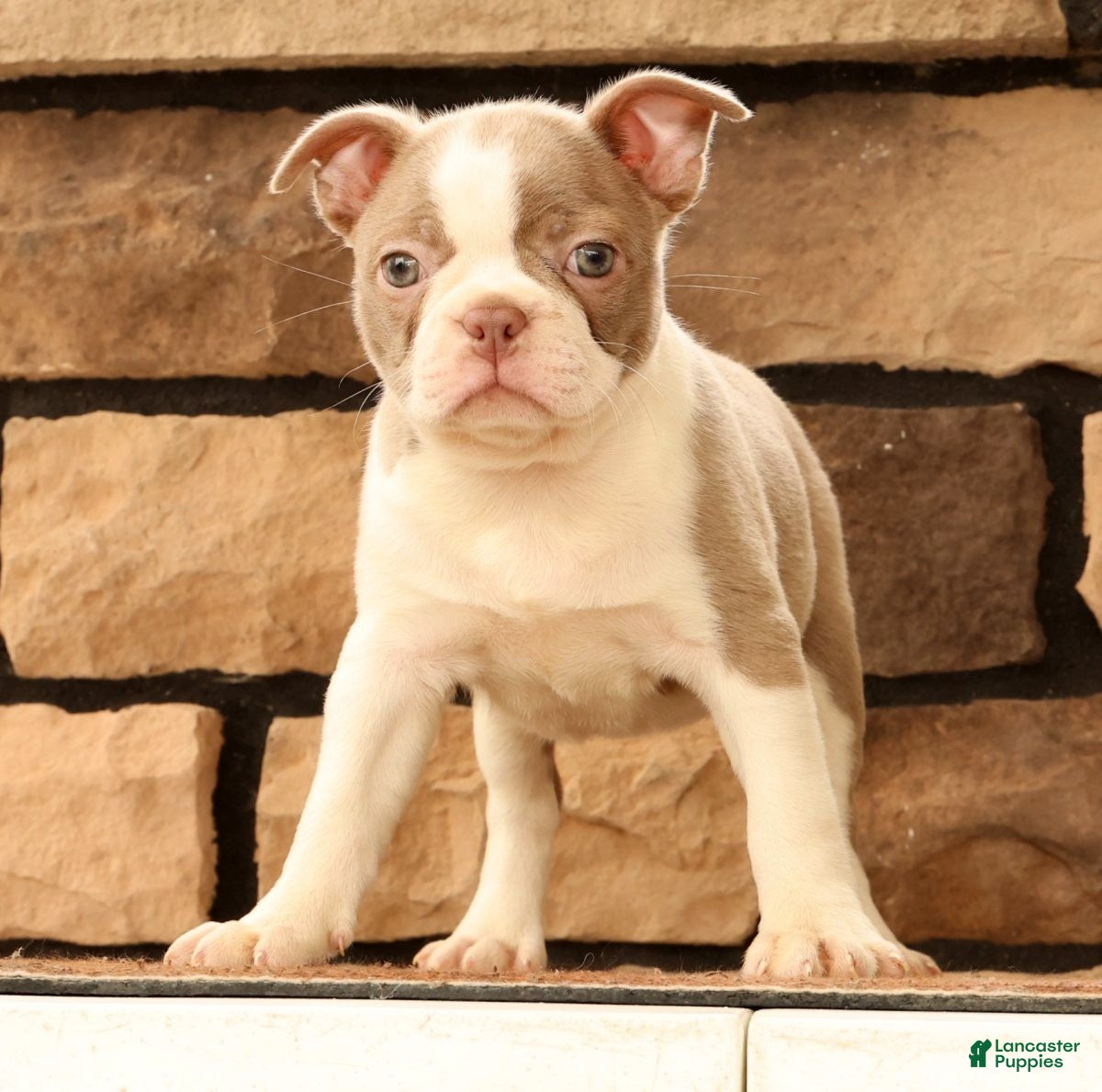 Boston Terrier dogs for sale: Cammie - Ad 4