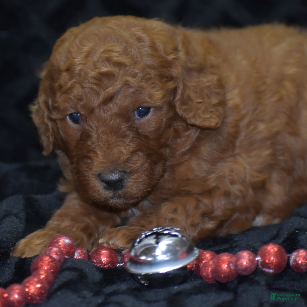 Mini Goldendoodle dogs for sale: Glimmer - Ad 8