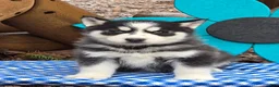 Siberian Husky dogs for sale: Tony - Ad 3