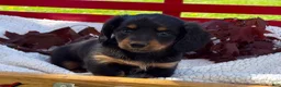 Miniature Dachshund dogs for sale: Birdie - Ad 10
