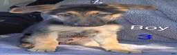 German Shepherd dogs for sale: German Shepherd 2 - Ad 19