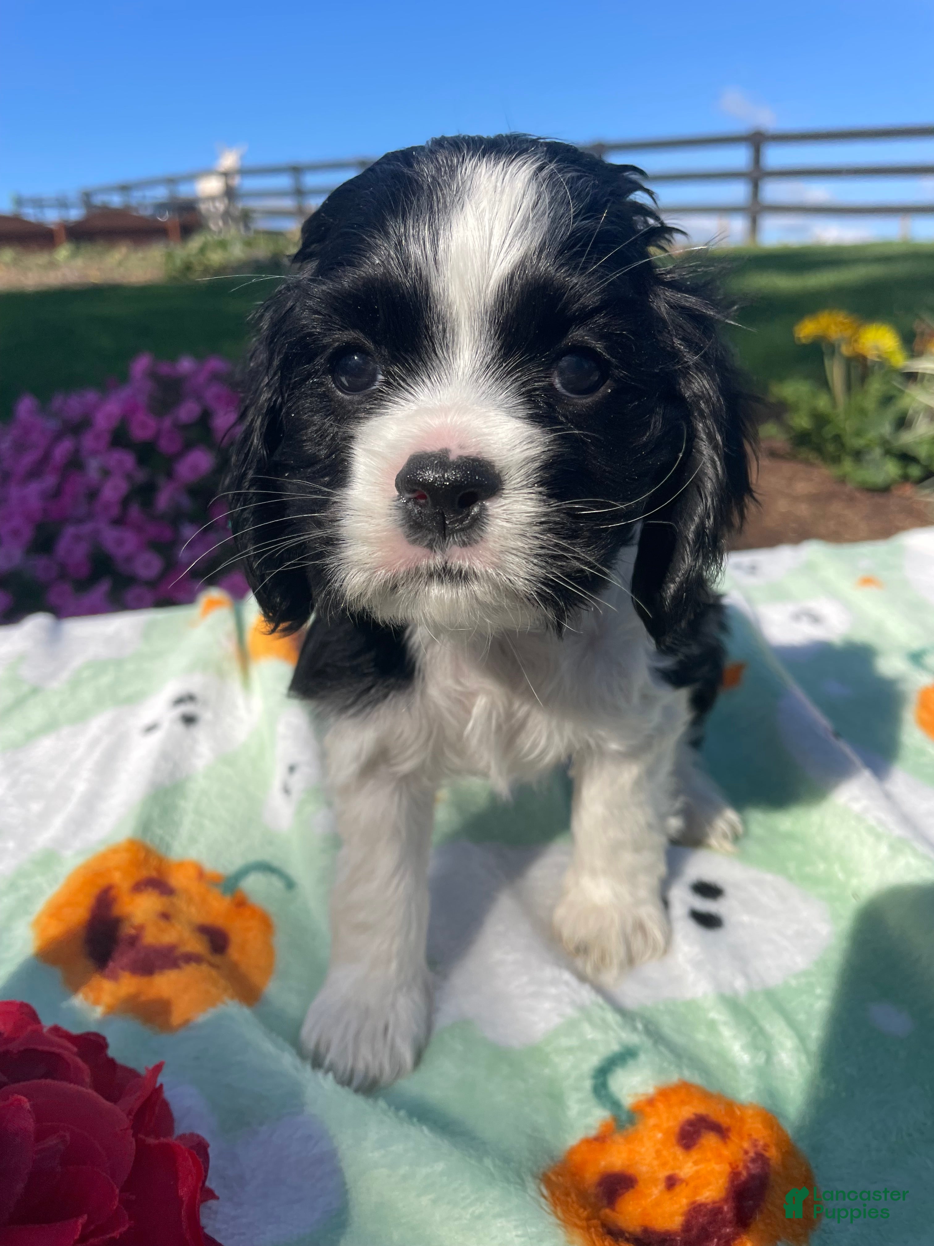 Cocker Spaniel dogs Molly - Ad 1