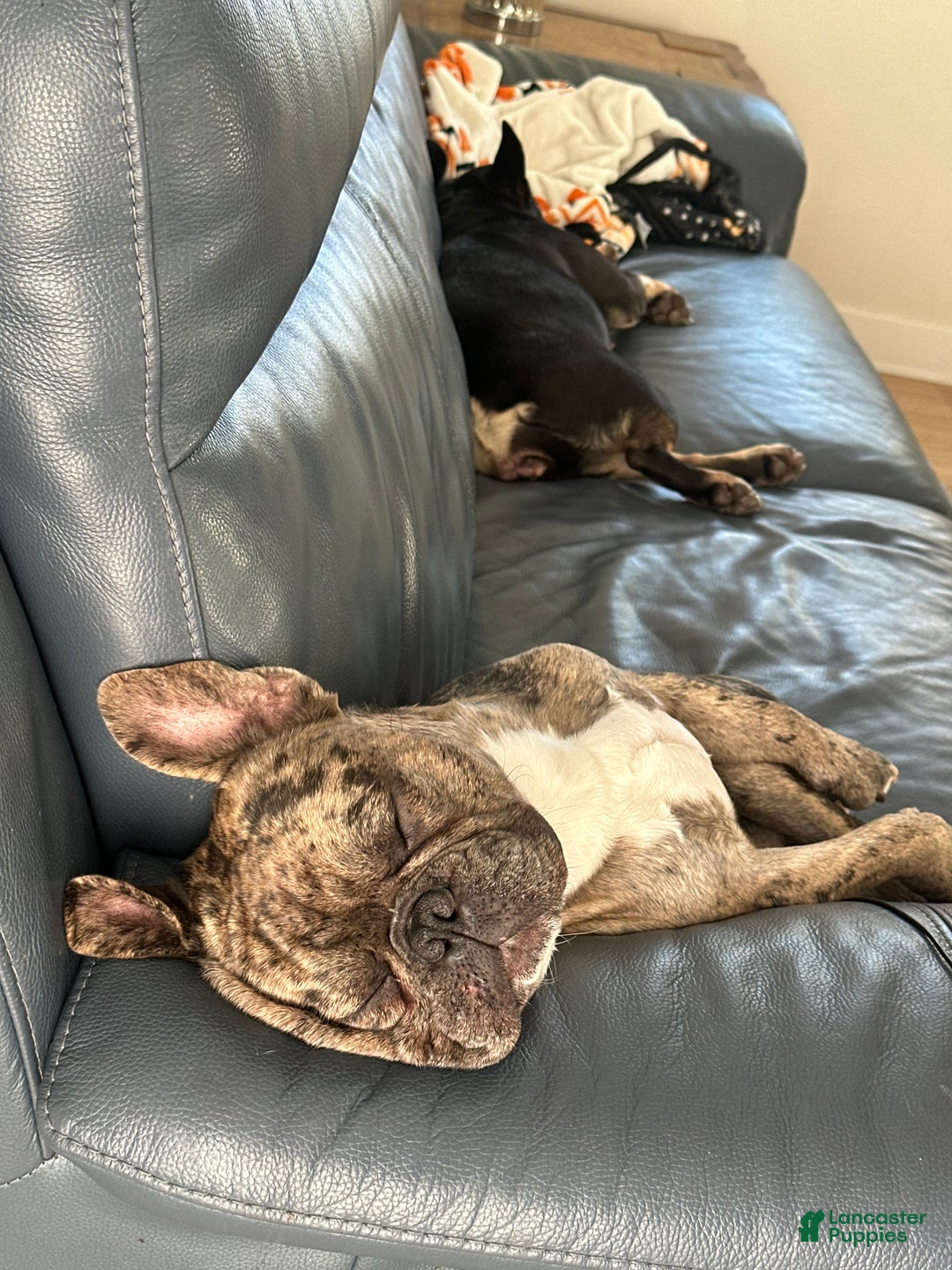 French Bulldog dogs for sale: French Bulldog Puppy 3 - Ad 4