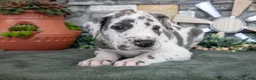 Great Dane dogs for sale: Twister - Ad 3