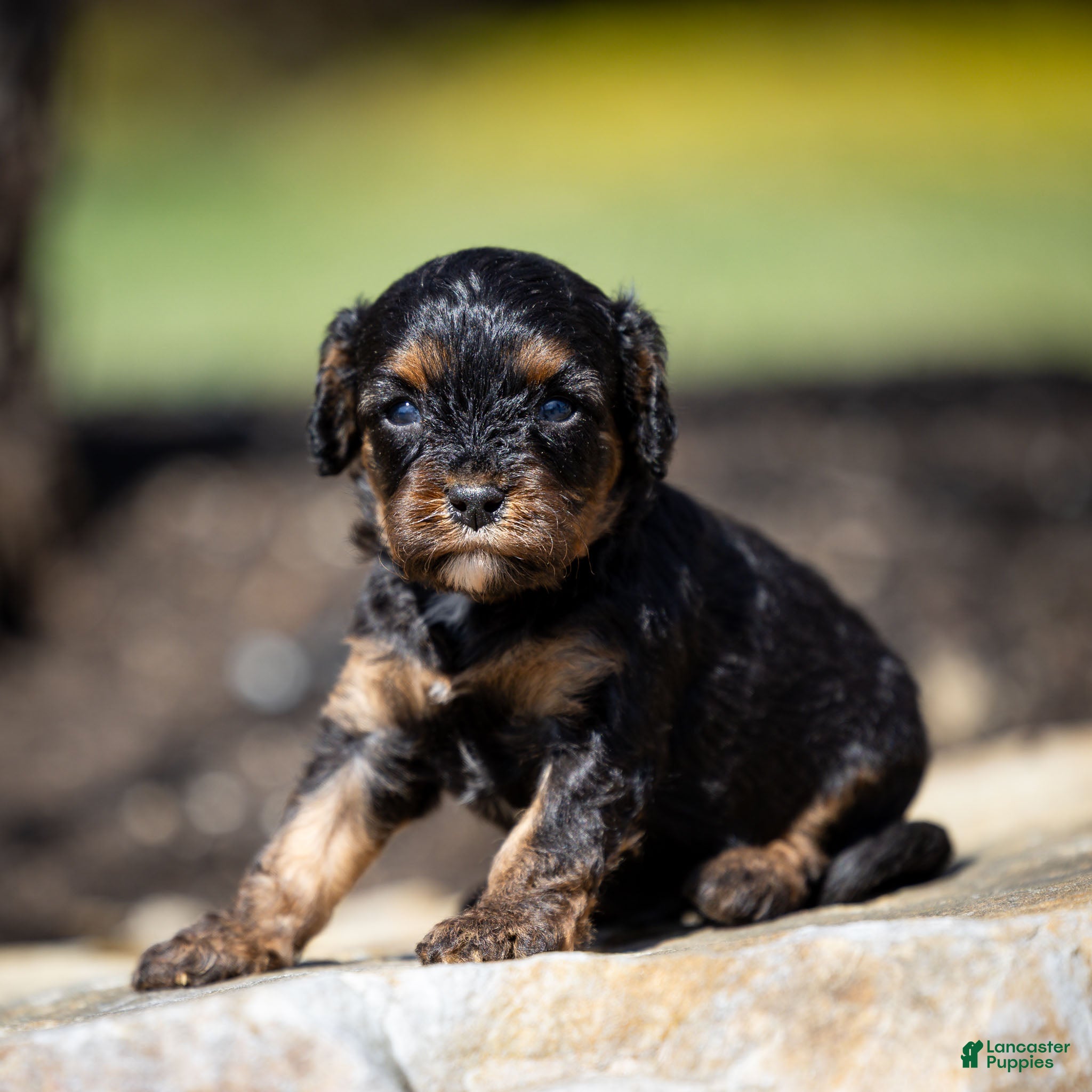 Cavapoo dogs Turbo Cavapoo Puppy  - Ad 1