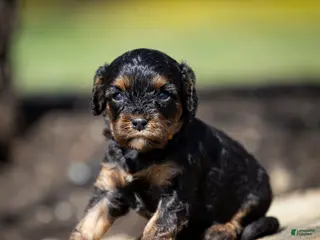 Cavapoo dogs for sale: Turbo Cavapoo Puppy - Ad 3