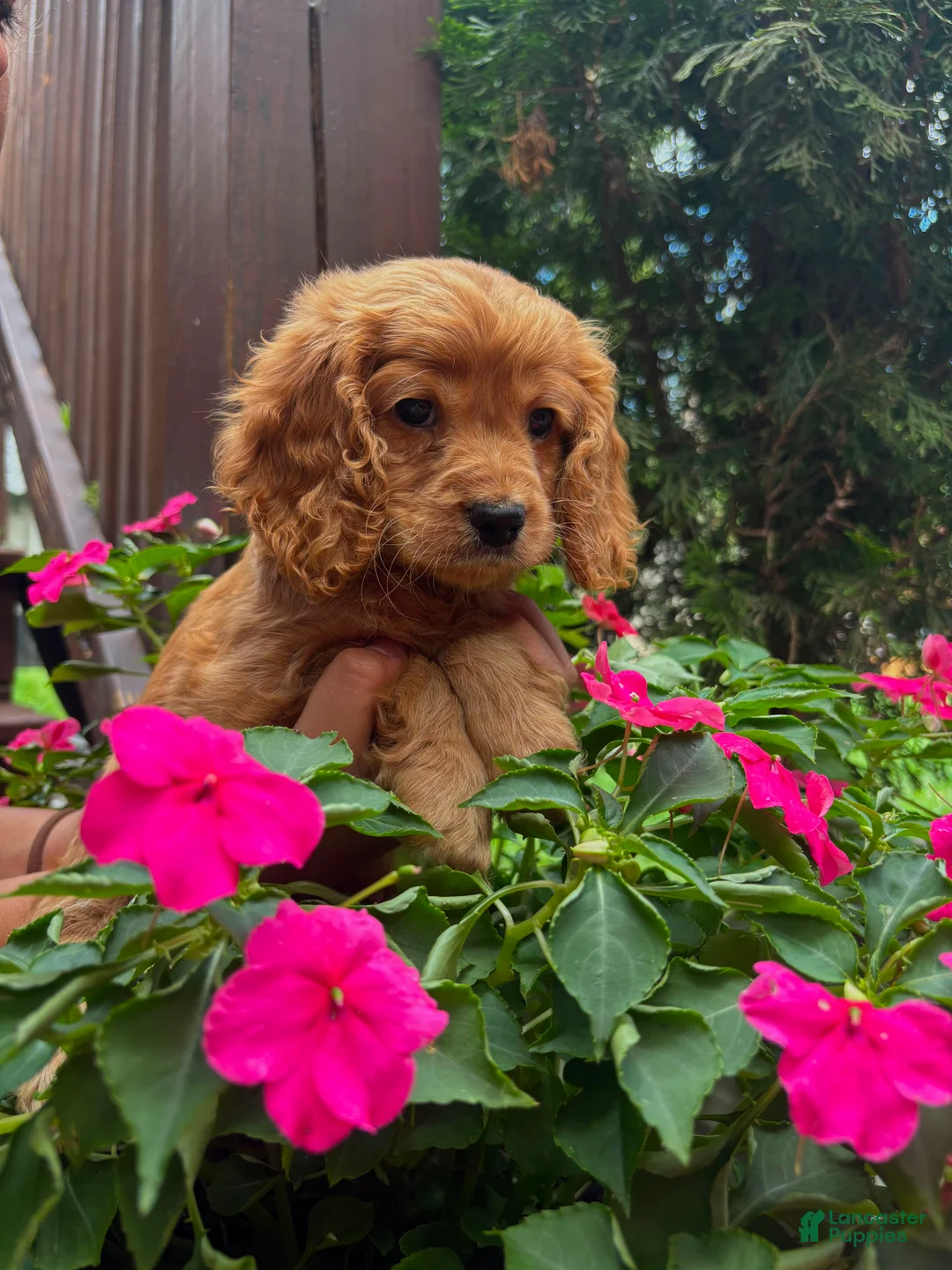 Cocker Spaniel dogs for sale: Rosie🌹🐾 - Ad 2