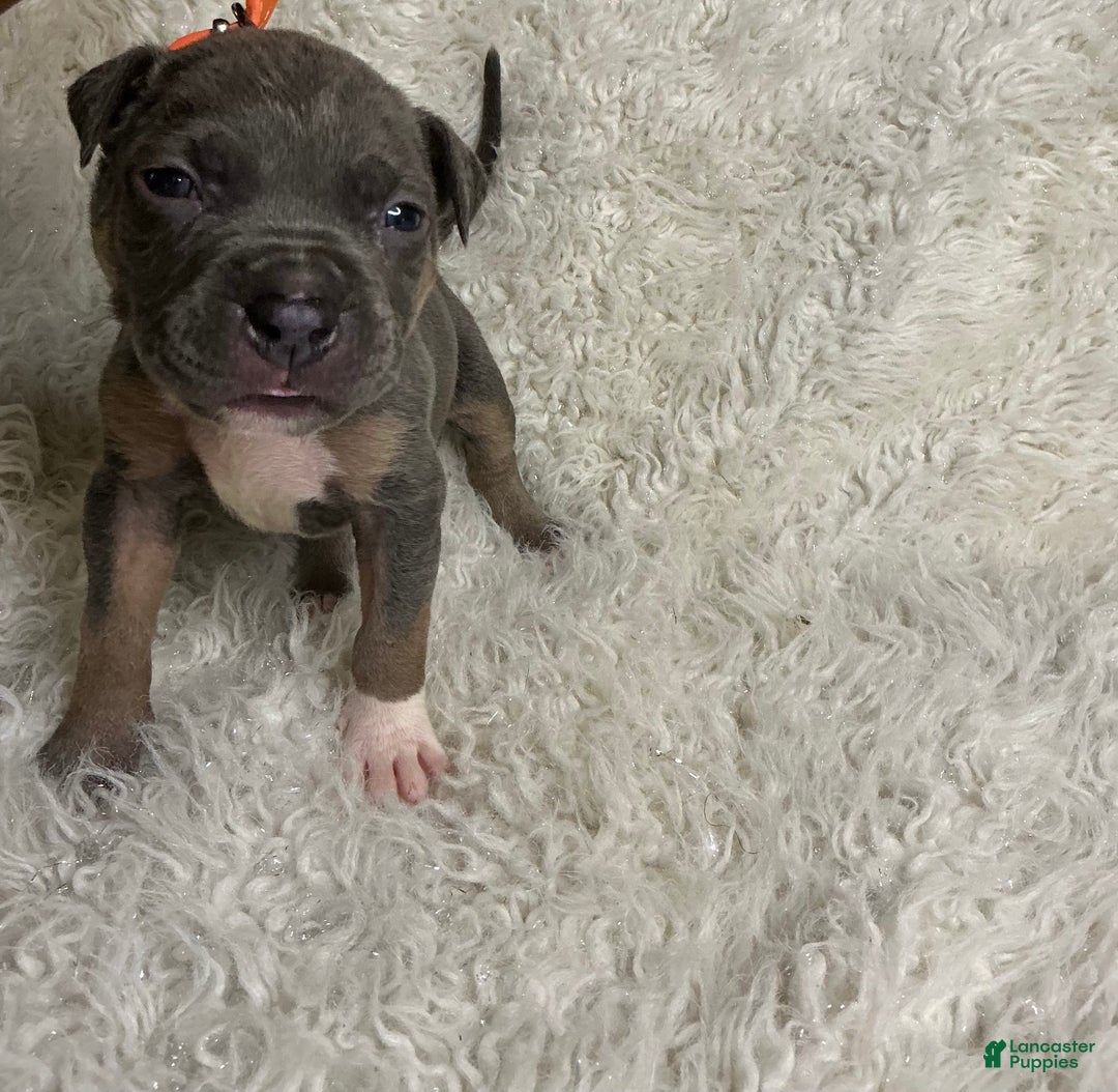 American Bully dogs for sale: Cookie Monster  - Ad 6
