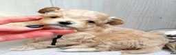 Maltipoo dogs for sale: Michelle - Ad 6