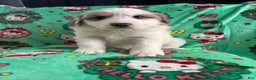 Great Pyrenees dogs for sale: Great Pyrenees - Ad 5