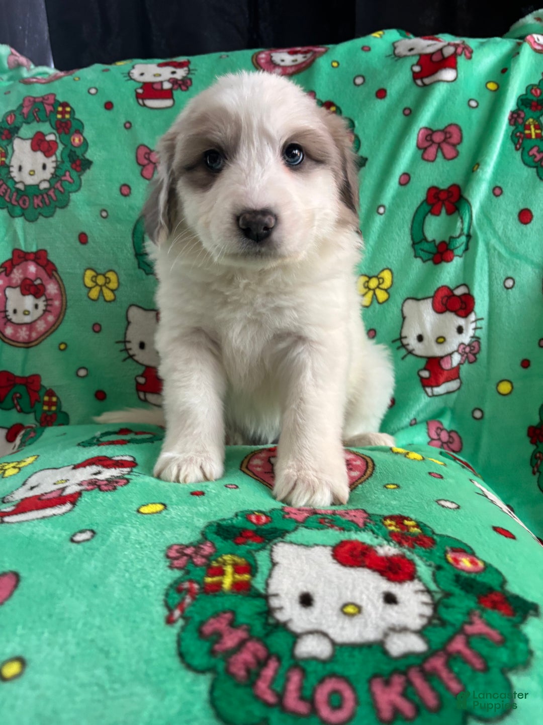 Great Pyrenees dogs for sale: Great Pyrenees - Ad 5