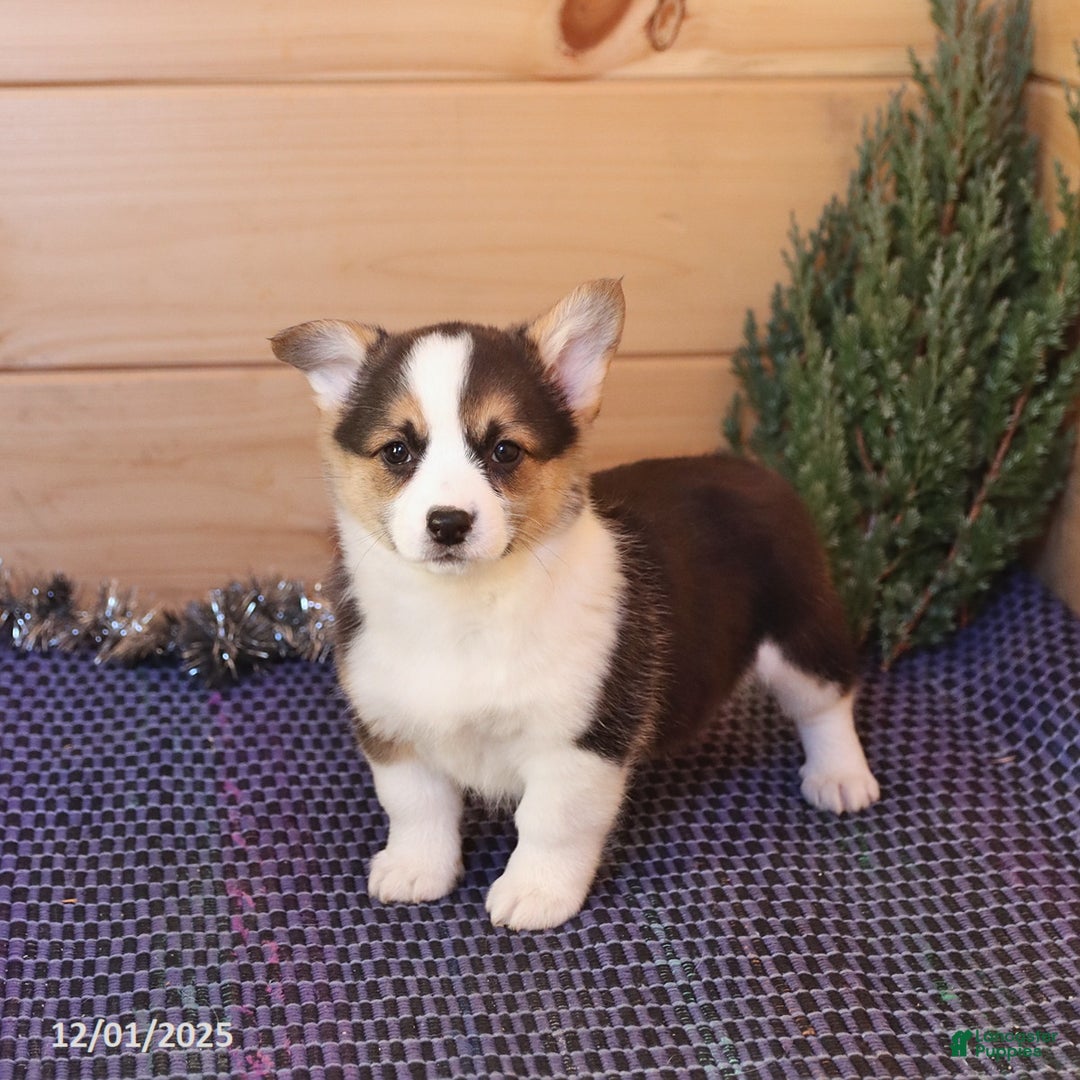 Welsh Corgi Pembroke dogs for sale: Handsome - Ad 4