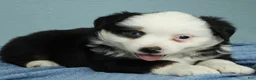 Miniature Australian Shepherd dogs for sale: Redwood 🌾 - Ad 5