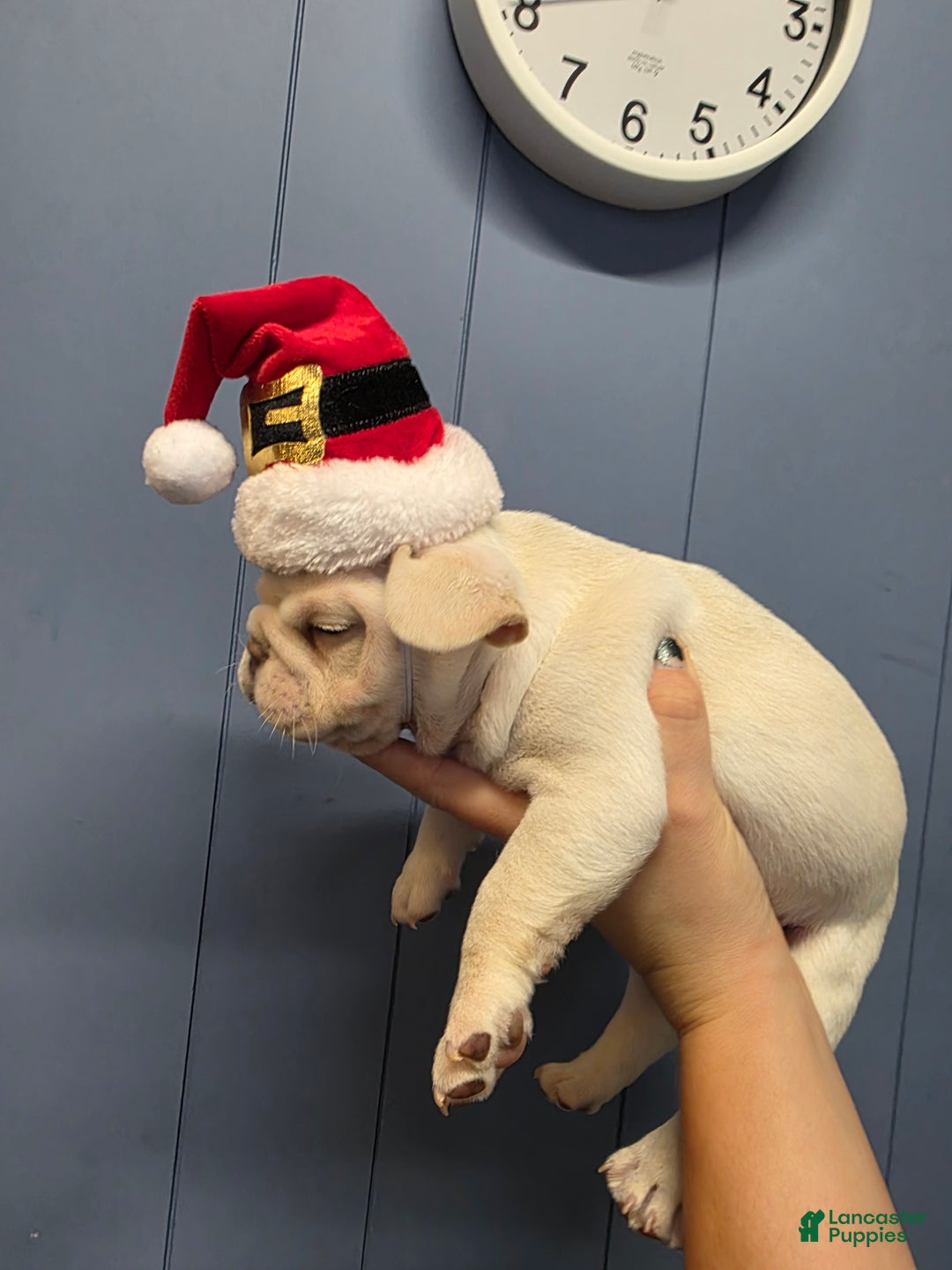 French Bulldog dogs for sale: French Bulldog Puppy 1 - Ad 2