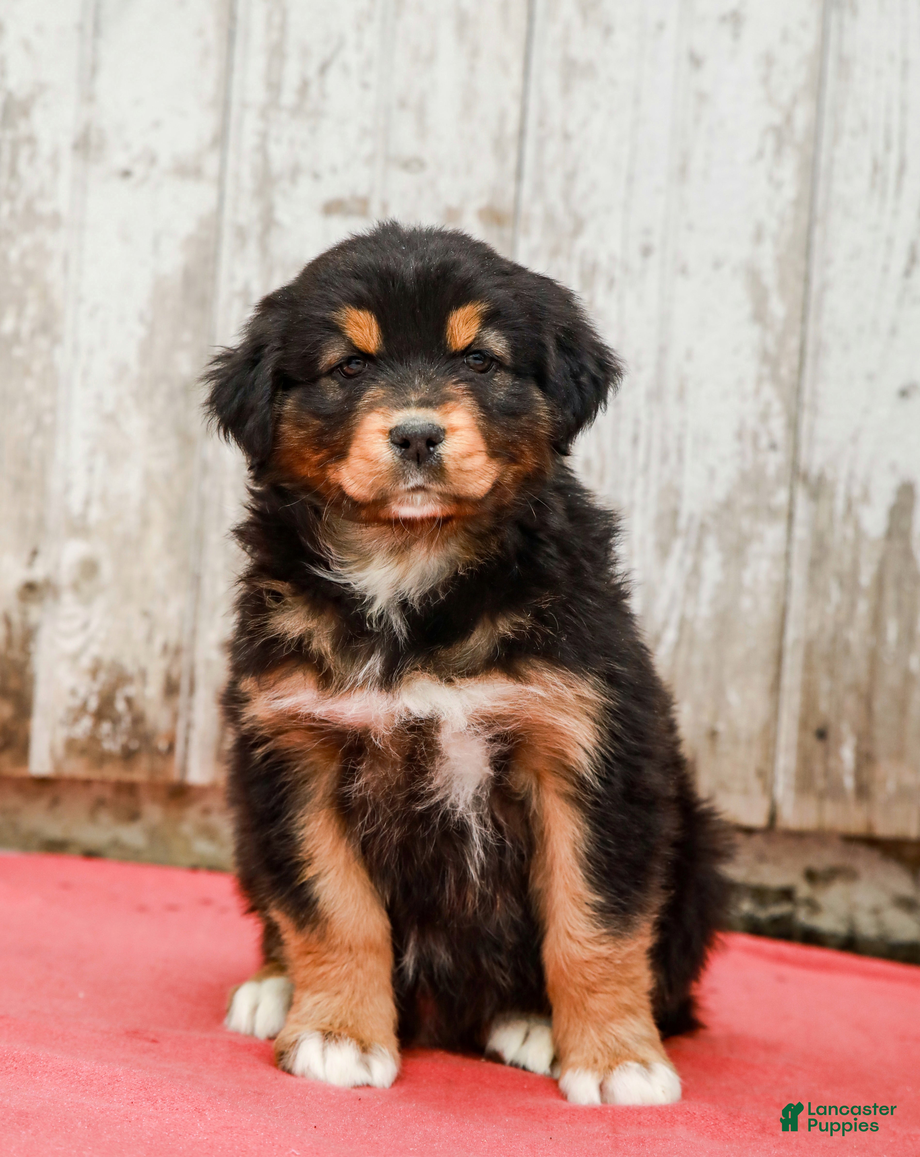 Australian Shepherd dogs Jesse - Ad 2