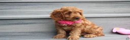 Cockapoo dogs for sale: Lacie - Ad 7